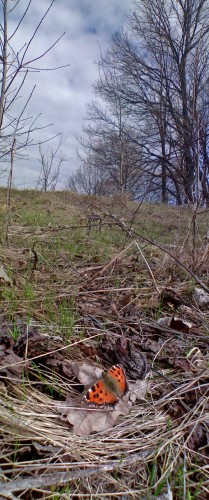 Les_23042013-6.jpg