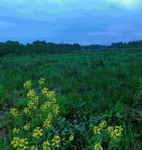Les_24052013-2.jpg
