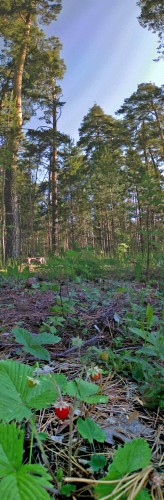 Les_06062013-3.jpg