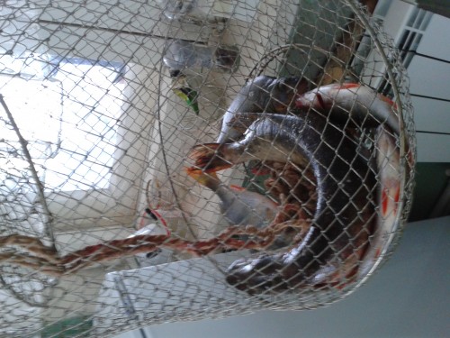 2013-06-09 10.09.13.jpg