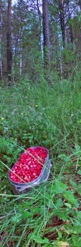 Les_20062013-2a.jpg