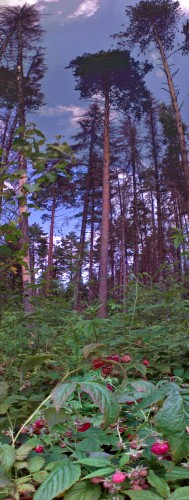 Les_05072013-1.jpg
