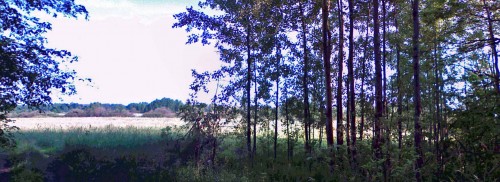 Les_06072013-1.jpg
