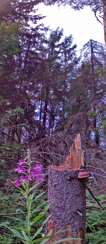 Les_15072013-1.jpg