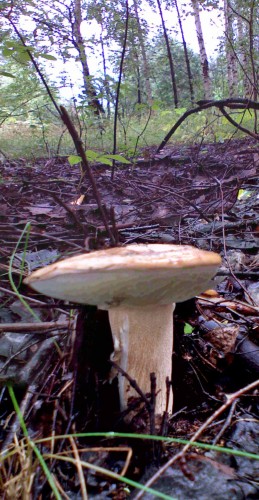 Les_30072013-6.jpg