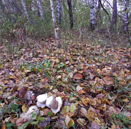 Les_17092013-2.jpg