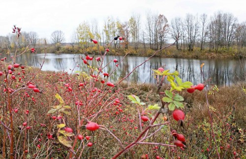Les_18102013-1.jpg