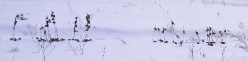Ryb_22012014-7.jpg