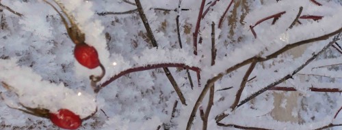 Ryb_25012014-5.jpg
