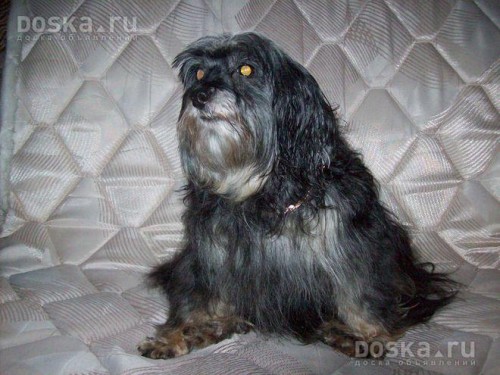 Петербургская орхидея