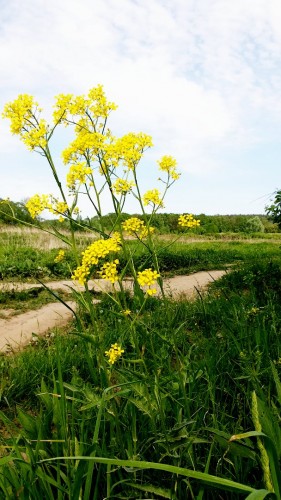 Les_29.05.14-1.jpg