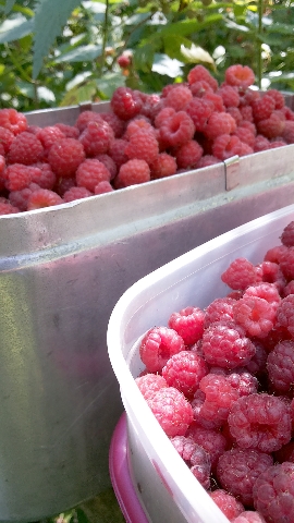 Les_13.07.14-2.jpg