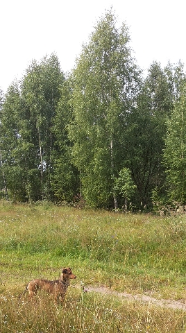 Les_17.07.14-4.jpg
