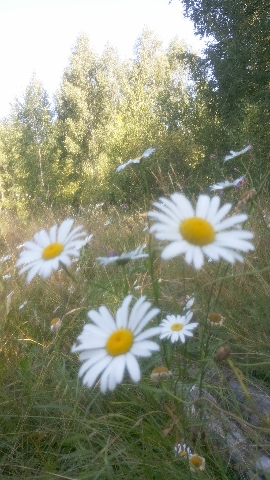 Les_25.07.14-1.jpg