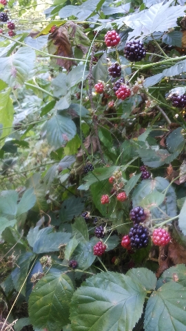 Les_27.07.14-3.jpg