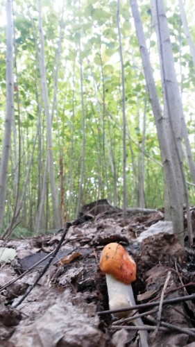 Les27082014-3.jpg