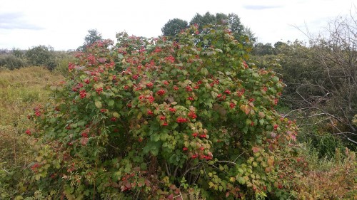 Les_01.09.2014-2.jpg