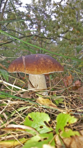 Les_11.09.2014-1.jpg