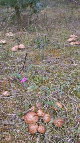 Les_11.09.2014-2.jpg