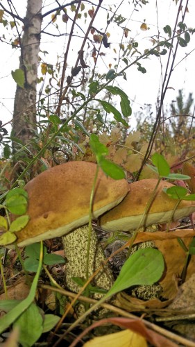 Les_11.09.2014-3.jpg