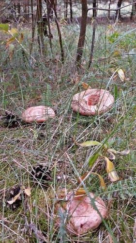 Les_11.09.2014-4.jpg
