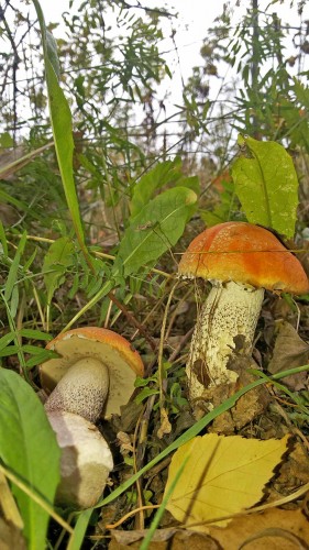 Les_11.09.2014-5.jpg