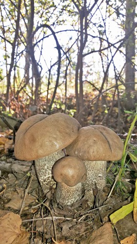 Les_17.09.2014-1.jpg