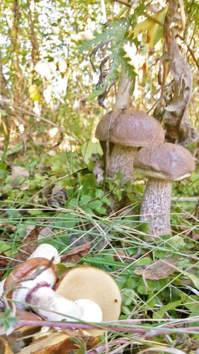 Les_17.09.2014-3.jpg