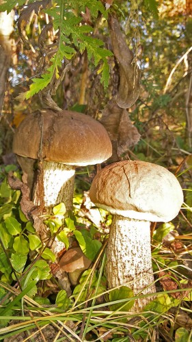 Les_17.09.2014-4.jpg