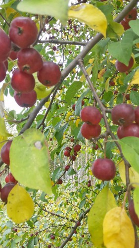 Les_18.09.2014-5.jpg