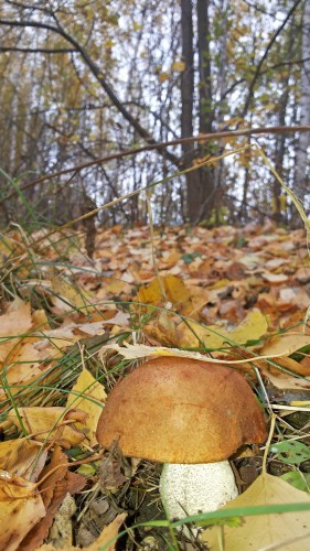 Les_01.10.2014-4.jpg