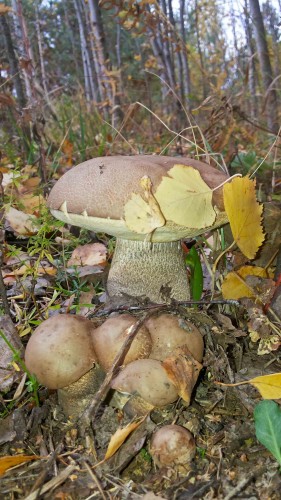 Les_01.10.2014-5.jpg