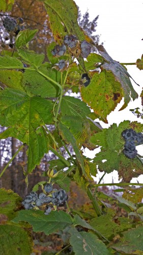 Les_05.10.2014-2.jpg