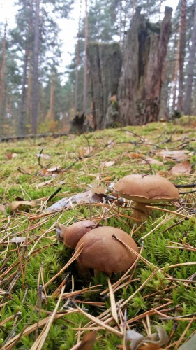 Les_07.10.2014-2.jpg