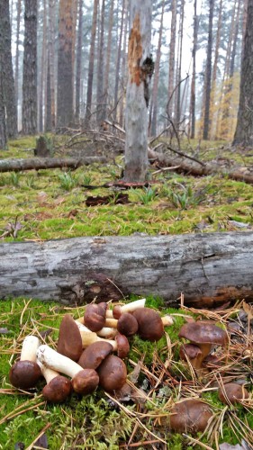 Les_12.10.2014-2.jpg