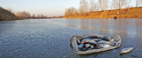 Ryb_29.10.2014-3.jpg