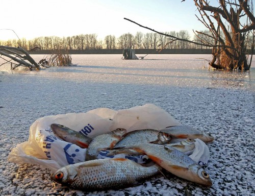 Ryb_19.11.2014-8.jpg
