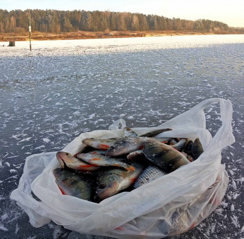 Ryb_21.11.2014-3.jpg