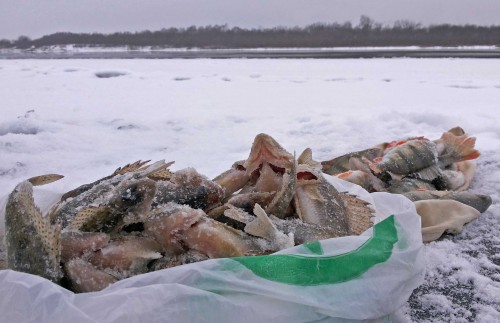 Ryb_01.12.2014-3.jpg