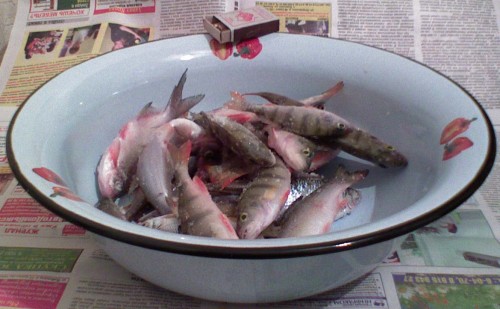 Zaton_18.12.2010-itogo.jpg
