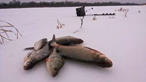 Ryb_13.12.2014-2.jpg