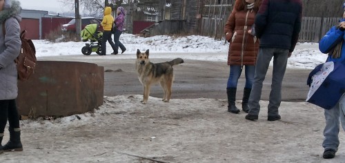 Ryb_15.12.2014-4.jpg