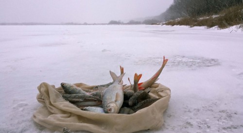 Ryb_25.12.2014-2.jpg