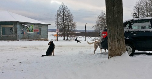 Ryb_29.12.2014-4.jpg