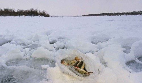 Ryb_02.01.2015-1.jpg