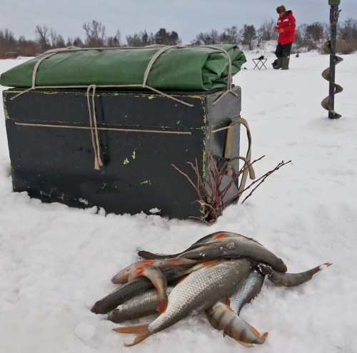 Ryb_10.01.2015-4.jpg