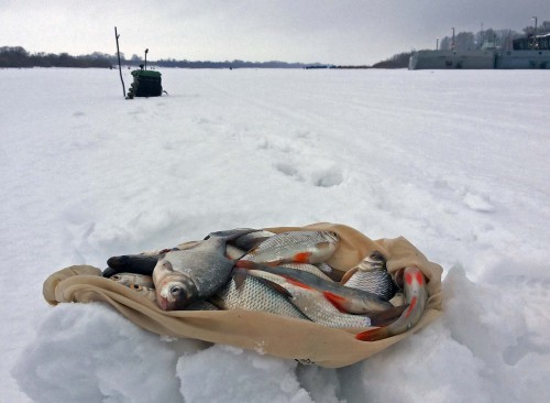 Ryb_14.01.2015-1.jpg
