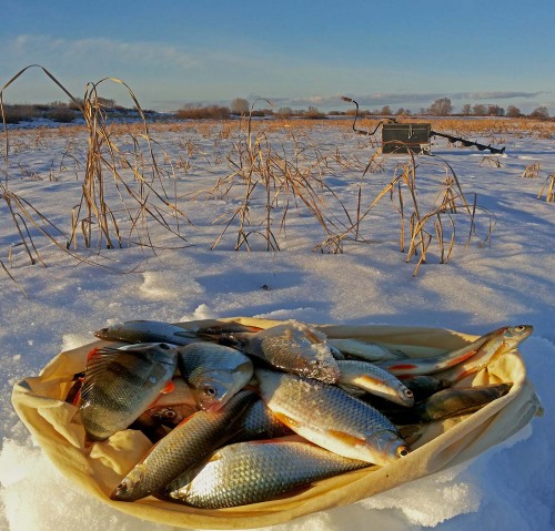 Ryb_16.01.2015-2.jpg