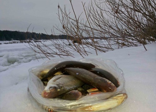 Ryb_17.01.2015-3.jpg