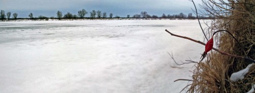 Ryb_19.01.2015-2.jpg